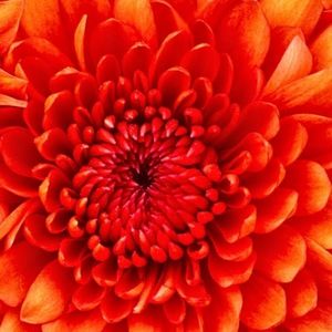 Meet your Posher, Aurora